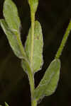 Cottony goldenaster